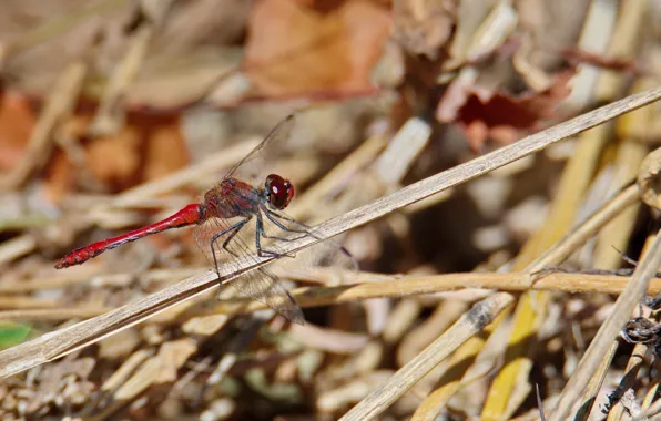 Macro, dragonfly, sitting on the grass