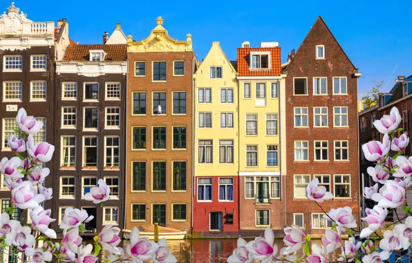 Wallpaper river, spring, Amsterdam, flowering, blossom, Amsterdam ...