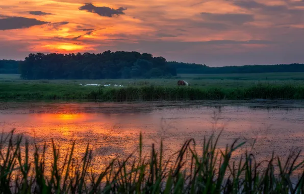 Forest, grass, the sun, clouds, trees, sunset, clouds, lake