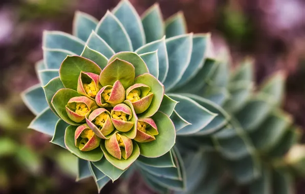 Flowers, plant, cactus, buds, Euphorbia, mortality