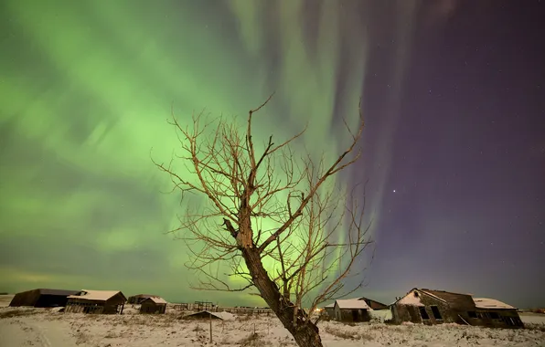 Picture stars, night, tree, Northern lights, the village