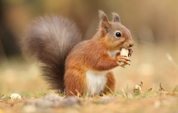 Grass, look, nature, pose, background, walnut, protein, red