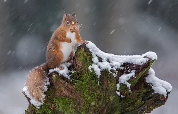 Winter, look, snow, nature, pose, moss, stump, legs