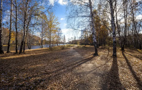 Picture autumn, trees, landscape, nature, river, shore, shadows