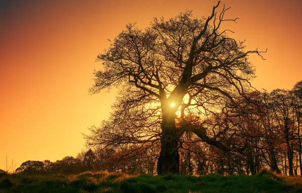Picture the sky, grass, the sun, rays, light, trees, sunset, orange