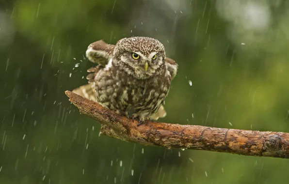 Picture rain, owl, bird, bitches, The little owl