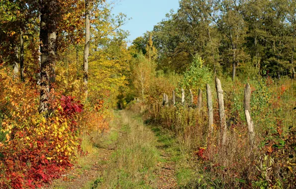 Picture road, trees, grass, autumn