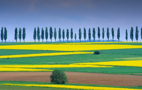 Field, trees, nature, Germany, Lower Saxony, Eichsfeld, Duderstadt
