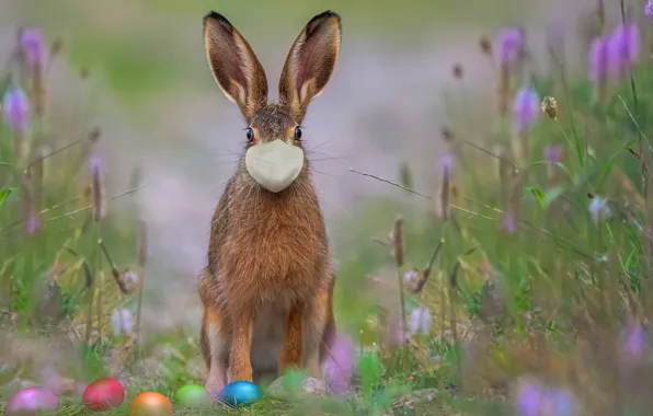 Picture Nature, Grass, Spring, Easter, Eggs, Mask, Holiday, Easter