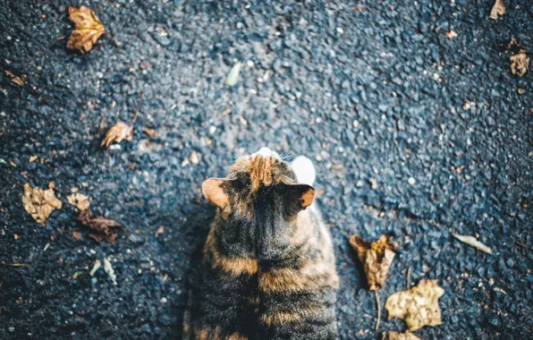 Picture cat, cat, asphalt, leaves, street, lies