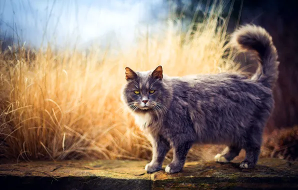 Cat, cat, look, nature, walk