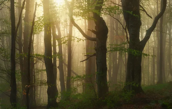 Picture fog, trees, forest