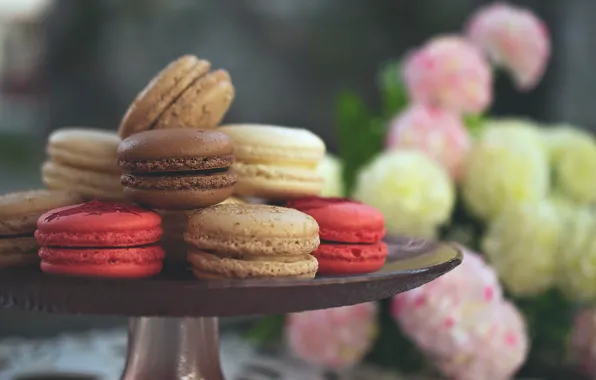 Cookies, sweet, dessert, macaron, almond