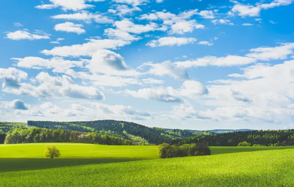 Field, summer, the sky, clouds, blue, meadow