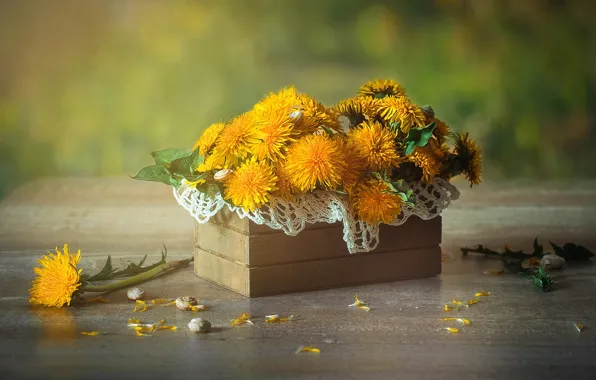 Picture background, petals, box, dandelions
