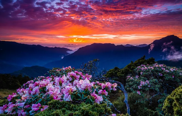 The sky, clouds, landscape, sunset, flowers, mountains, nature, hills