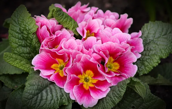 Leaves, flowers, bright, pink, spring, Primula