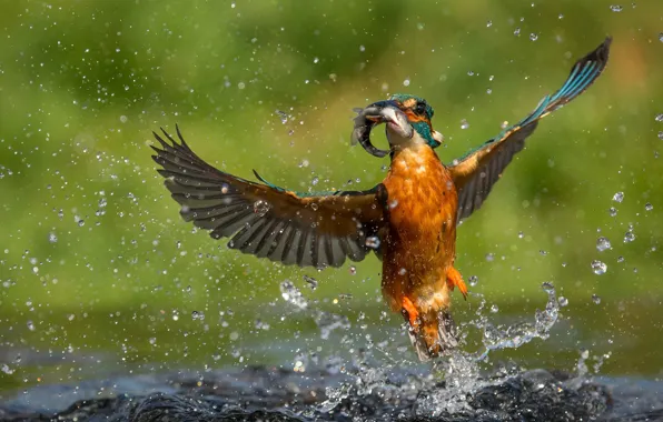 Picture water, drops, bird, fish, Kingfisher, catch