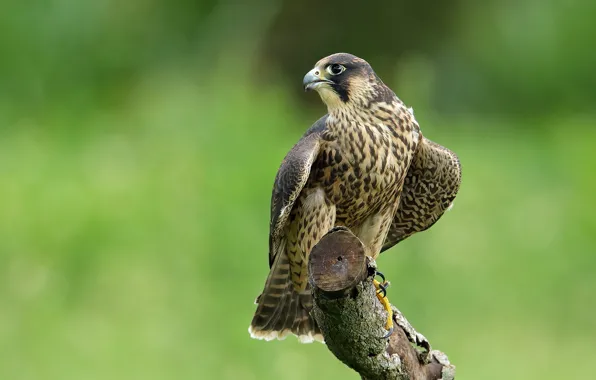 Bird, predator, peregrine