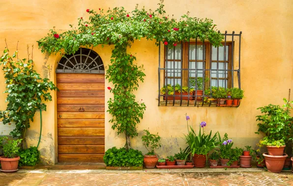 Wallpaper pot, flowers, window, the door, street, plant