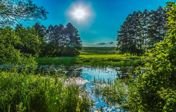 Picture greens, summer, the sky, grass, the sun, trees, pond, the reeds