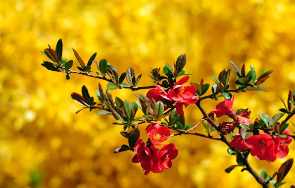 Picture leaves, macro, flowers, branches