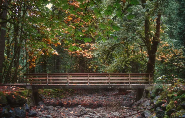 Picture autumn, forest, foliage, forest, the bridge, bridge, Autumn, leaves