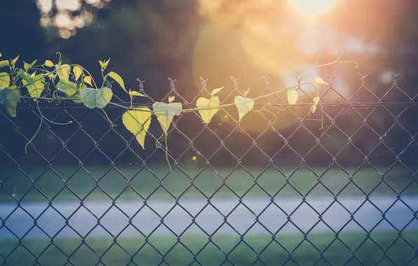 Leaves, the fence, fence, leaves