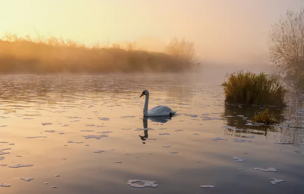 Fog, lake, pond, morning, Swan