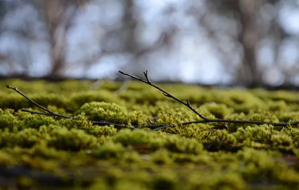 Picture moss, branch, bokeh