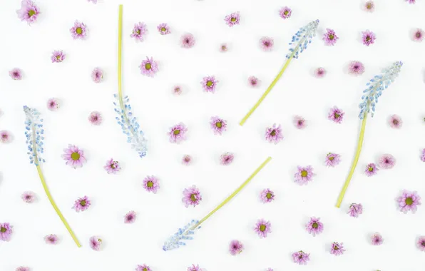 Flowers, background, Blue, pink, with, flowers, decor, small