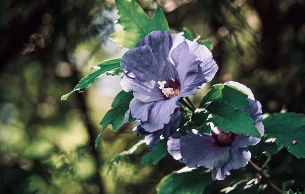 Blue, branch, hibiscus