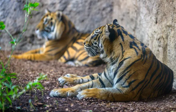 Picture predators, a couple, Sumatran tiger