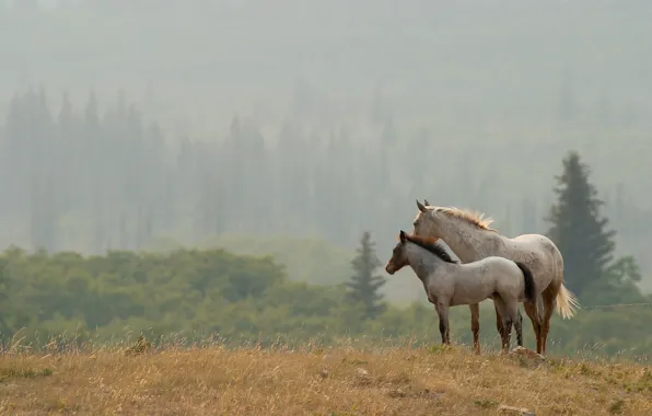 Picture landscape, nature, horses