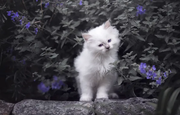 Cat, white, look, leaves, flowers, branches, pose, stones