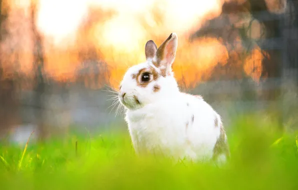 White, grass, nature, background, glade, rabbit, face, Bunny