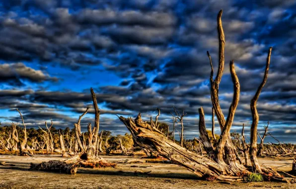 The sky, clouds, trees, clouds, snag