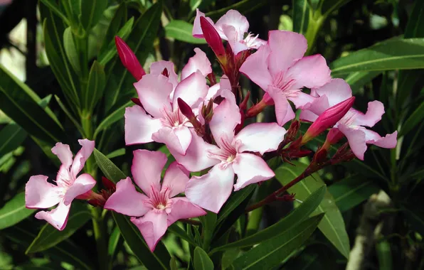 Picture leaves, flowers, petals, buds, oleander