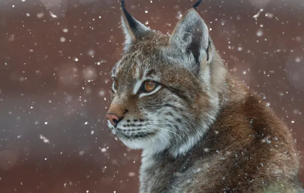 Face, snow, portrait, lynx, wild cat, Oleg Bogdanov