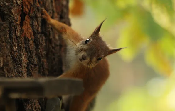 Picture nature, tree, animal, protein, squirrel, rodent