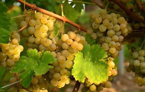 White, leaves, grapes, bunches, vine