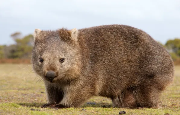 6 Reasons Wombats Are Exceptionally Cool Creatures - The Dodo