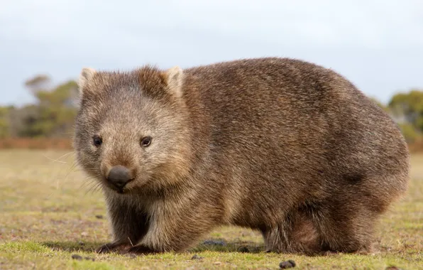 Australia, animal, mammals, chord, marsupials, chubby, Wombat, dvortsovye