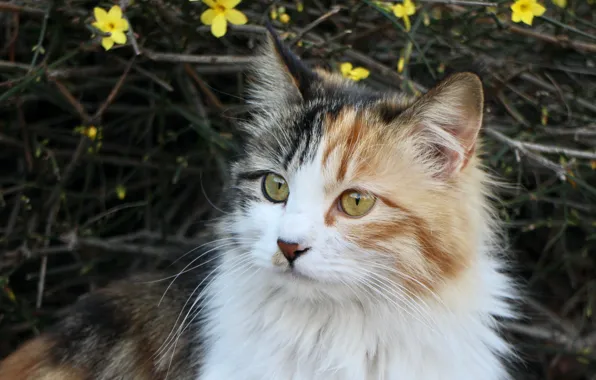 Nature, animals, Flowers, cat, Fur, Pet, Feline, Whiskers