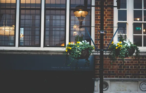 Picture flowers, house, the building, plants, pots