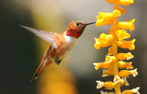 Flower, macro, bird, beak, Hummingbird