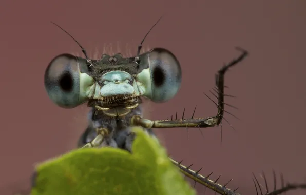 Picture eyes, sheet, background, legs, dragonfly