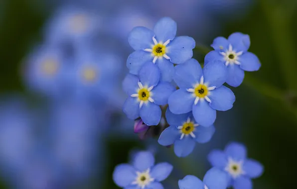 Macro, flowers, blue, forget-me-nots