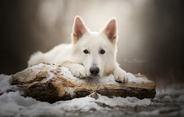 Picture look, face, snow, dog, log, The white Swiss shepherd dog