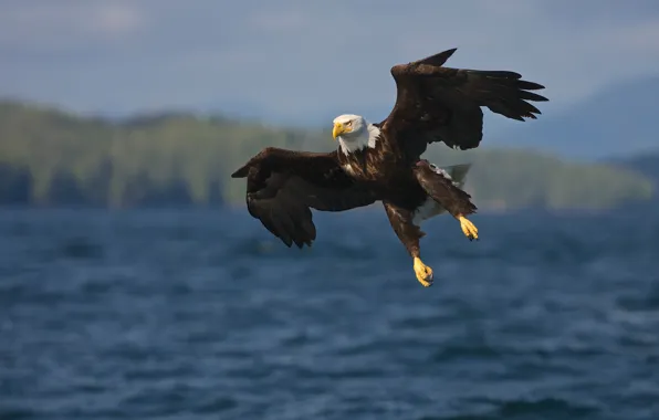 The sky, flight, bird, eagle, wings, flies, pond, bald eagle